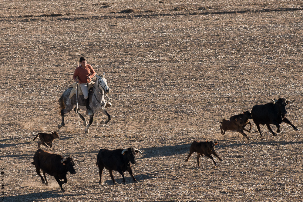 Pedrogao 20171113-0423