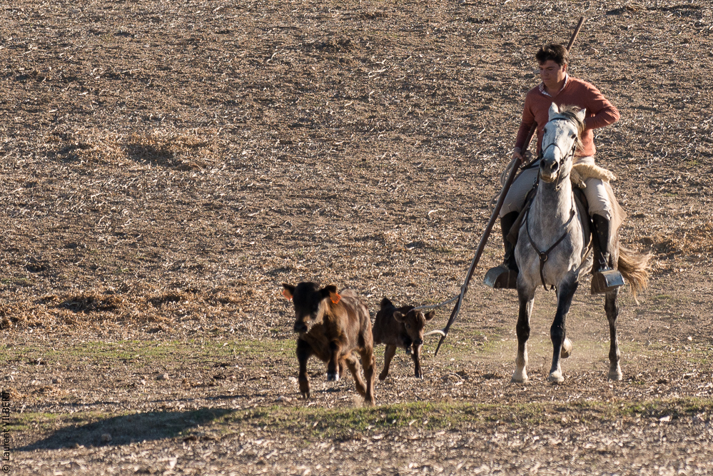 Pedrogao 20171113-0428