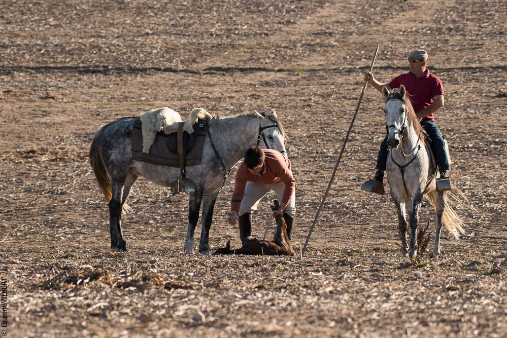 Pedrogao 20171113-0445