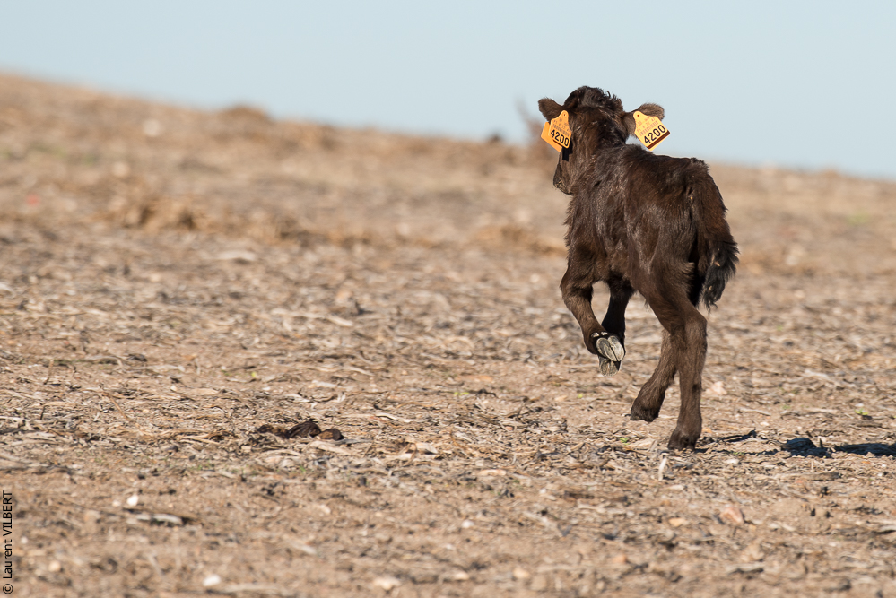 Pedrogao 20171113-0488