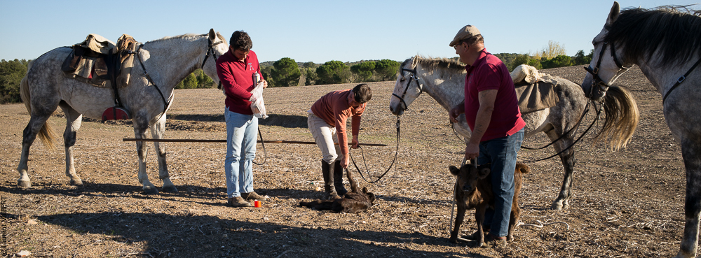 Pedrogao 20171113-0496