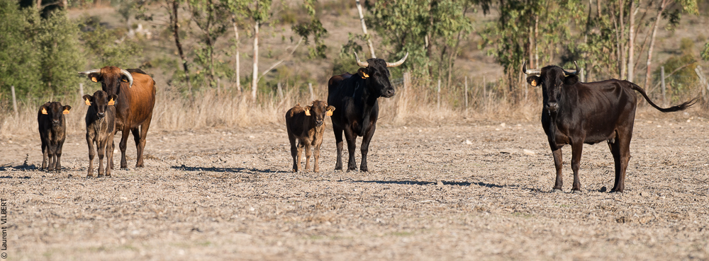 Pedrogao 20171113-0592
