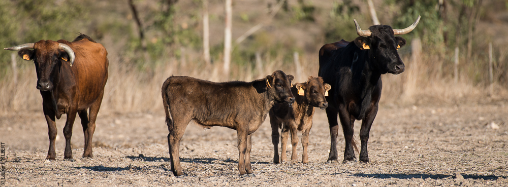 Pedrogao 20171113-0610