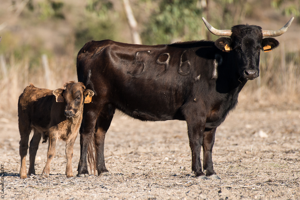 Pedrogao 20171113-0613