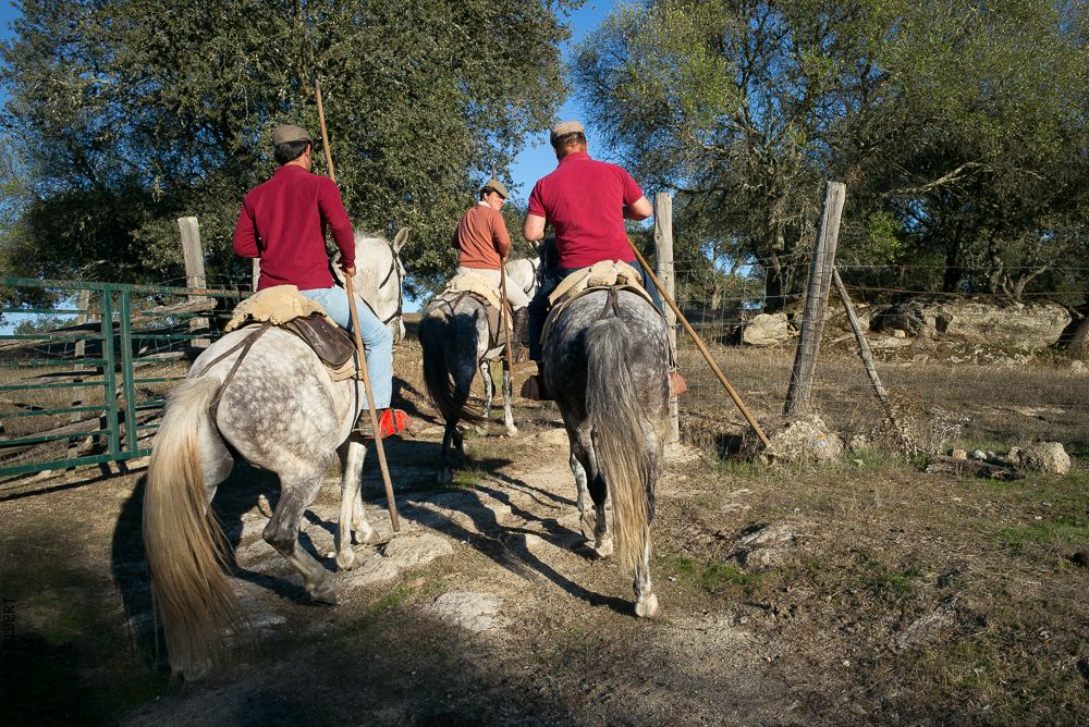 Pedrogao 20171113-0760