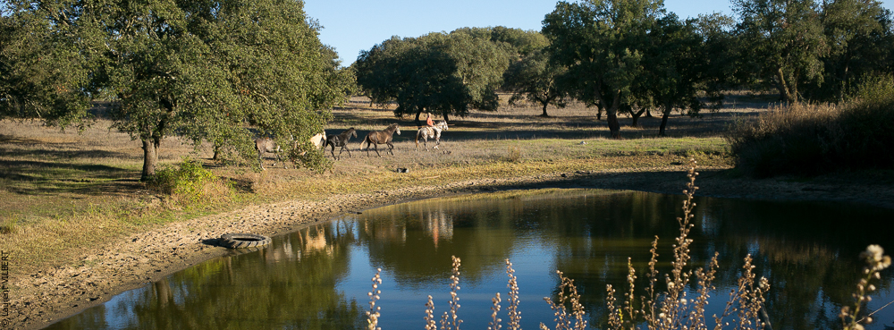 Pedrogao 20171113-0826