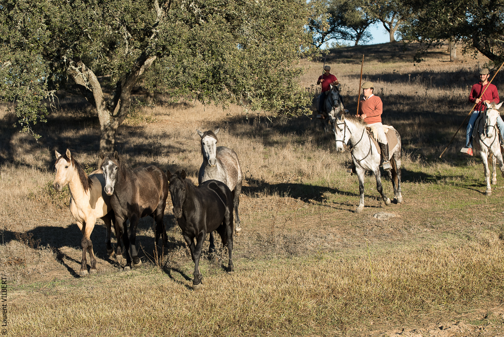 Pedrogao 20171113-0845