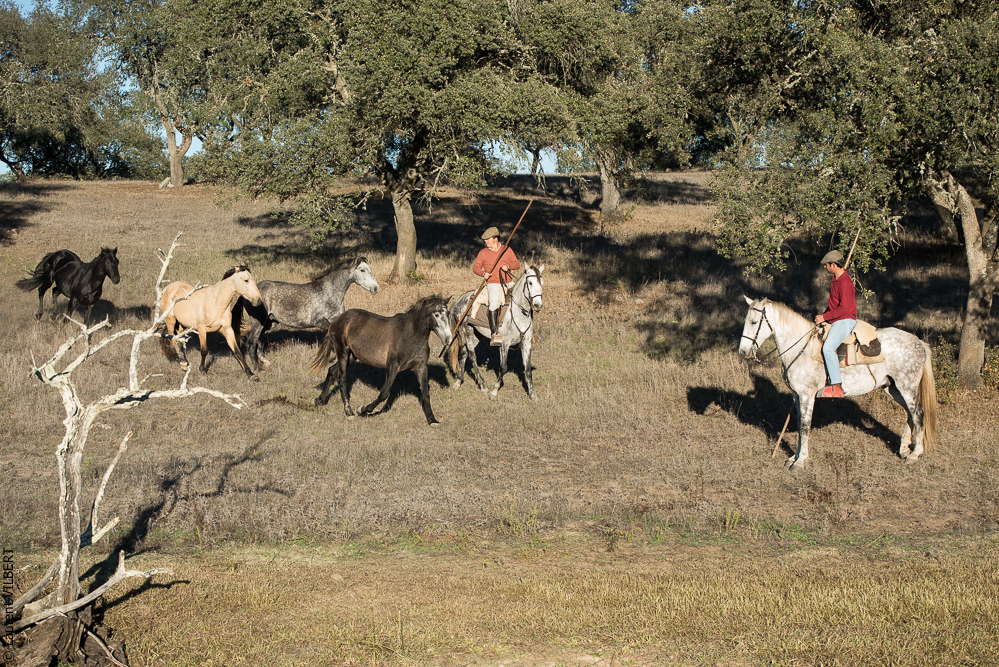 Pedrogao 20171113-0867
