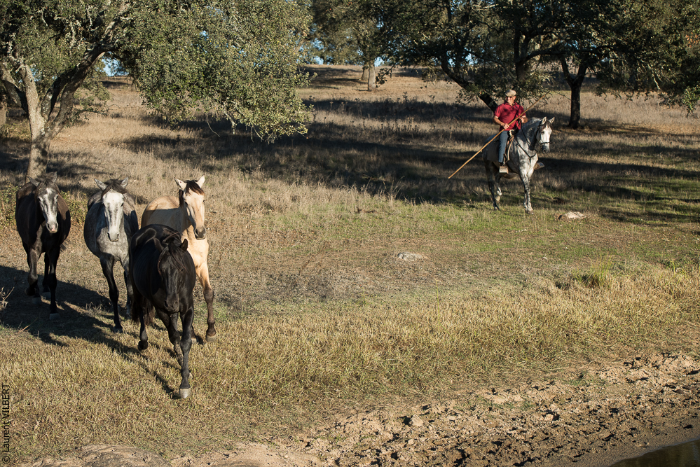 Pedrogao 20171113-0910