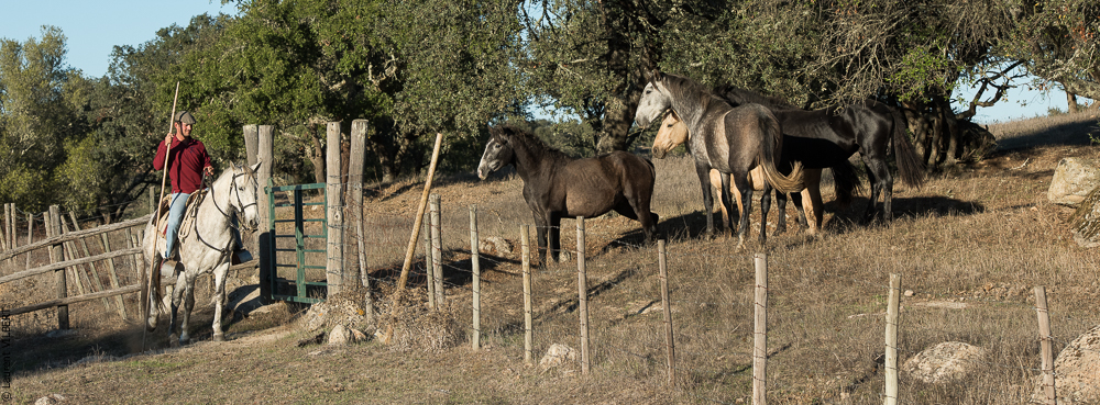 Pedrogao 20171113-0976