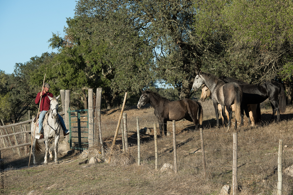 Pedrogao 20171113-0978