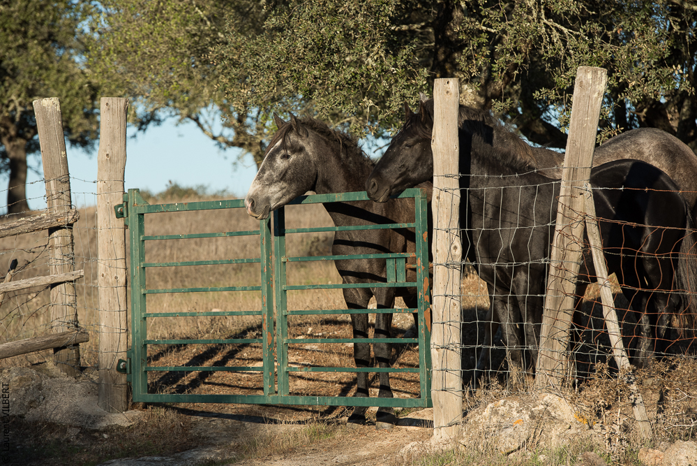 Pedrogao 20171113-1013