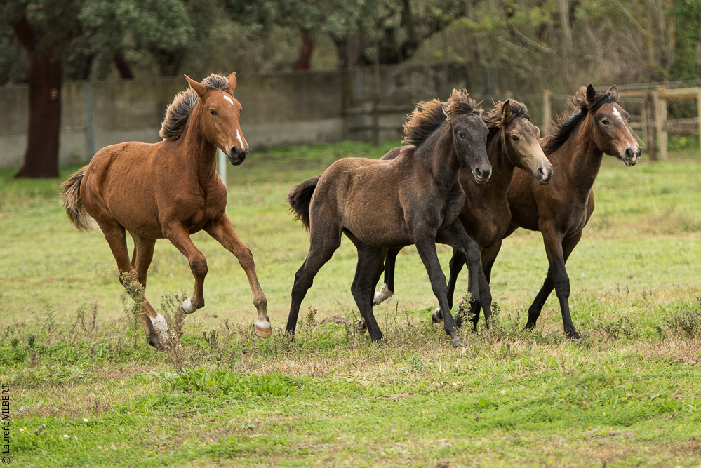 Herdade do Pinheiro 20191112-0297