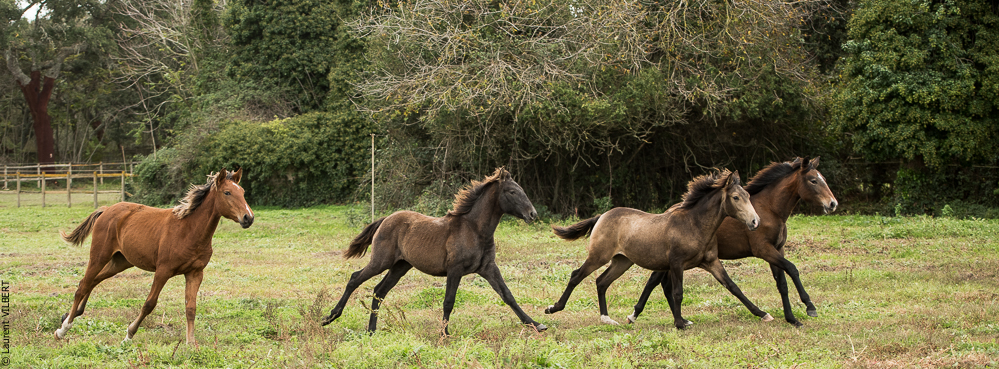 Herdade do Pinheiro 20191112-0305