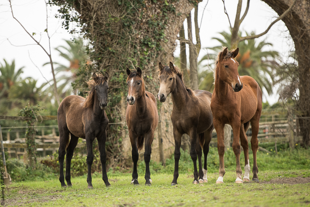 Herdade do Pinheiro 20191112-0312