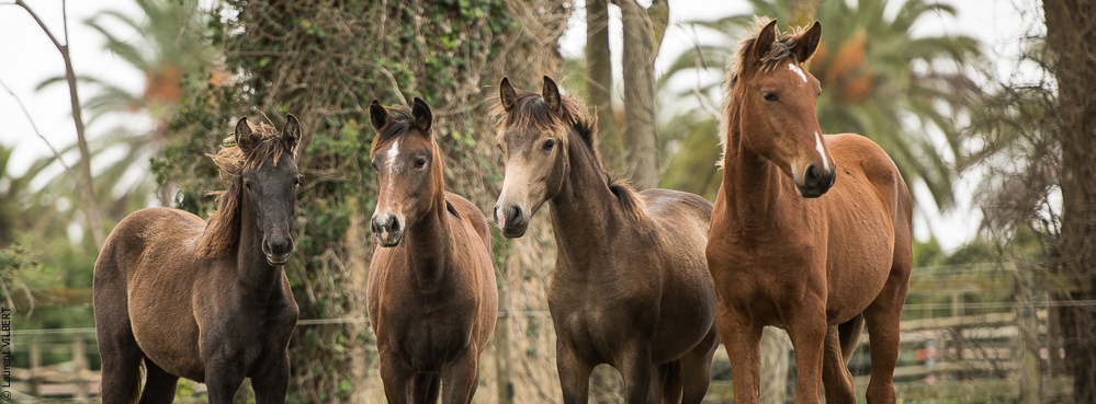Herdade do Pinheiro 20191112-0312