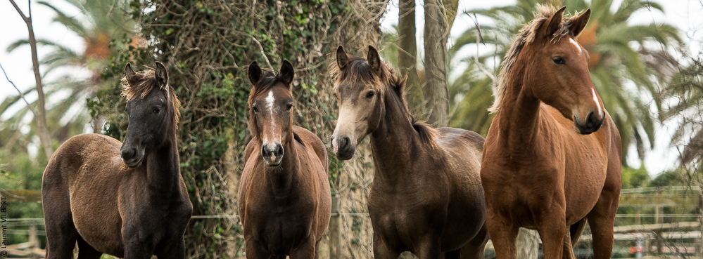 Herdade do Pinheiro 20191112-0315
