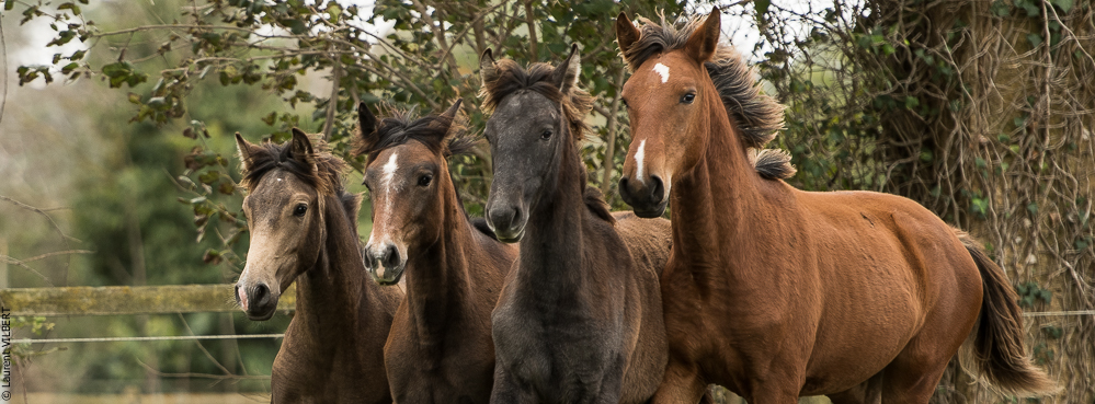 Herdade do Pinheiro 20191112-0316