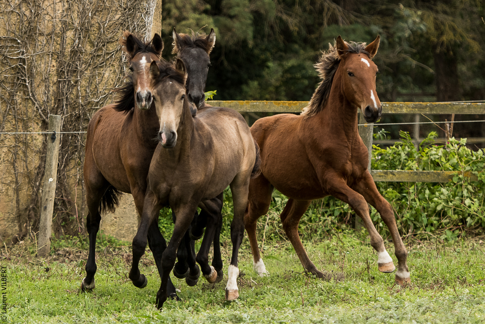 Herdade do Pinheiro 20191112-0390