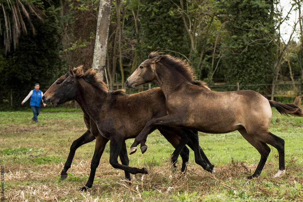Herdade do Pinheiro 20191112-0402