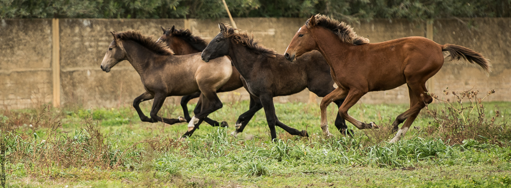 Herdade do Pinheiro 20191112-0415