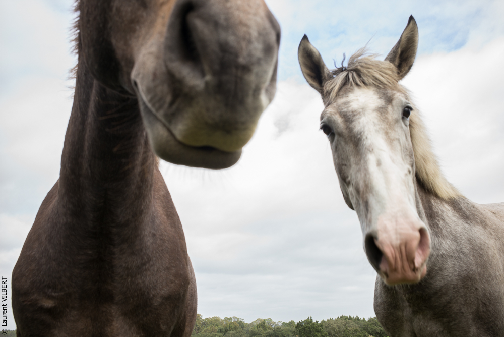 Herdade do Pinheiro 20191112-0471