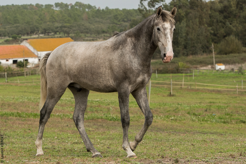 Herdade do Pinheiro 20191112-0484