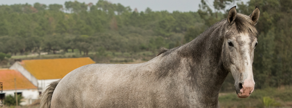 Herdade do Pinheiro 20191112-0484