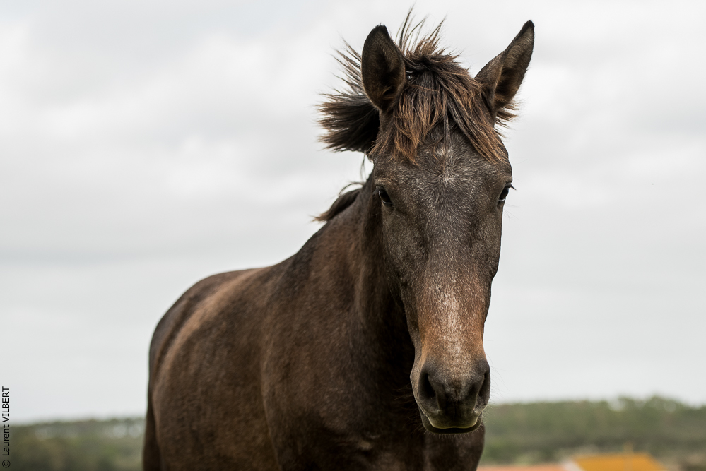 Herdade do Pinheiro 20191112-0504