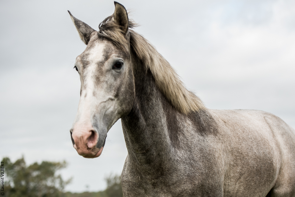 Herdade do Pinheiro 20191112-0507