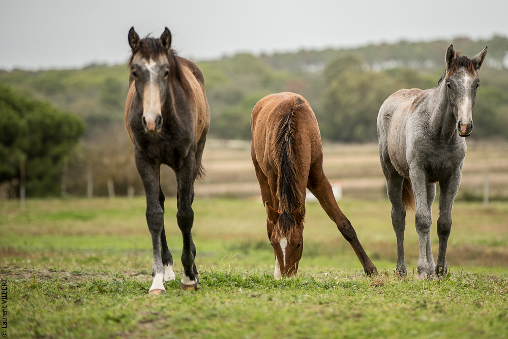 Herdade do Pinheiro 20191112-0511