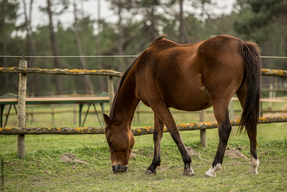 Herdade do Pinheiro 20191112-0521