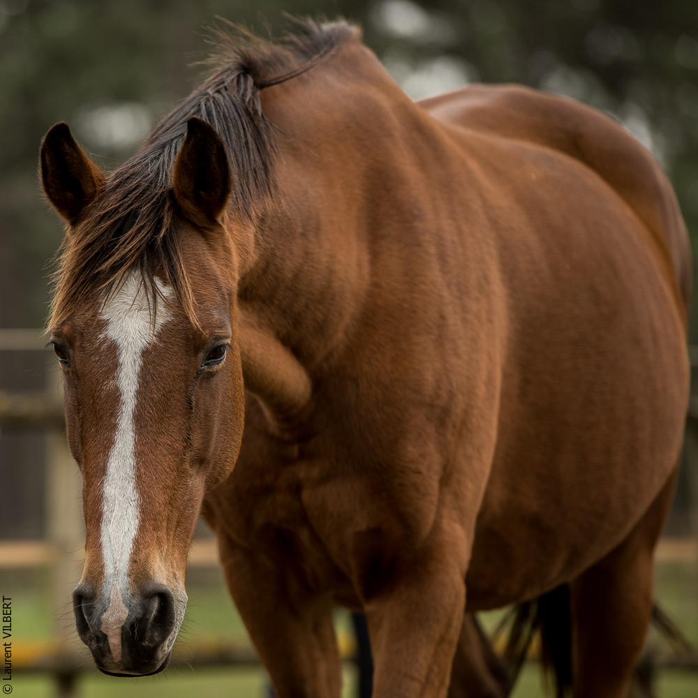 Herdade do Pinheiro 20191112-0531