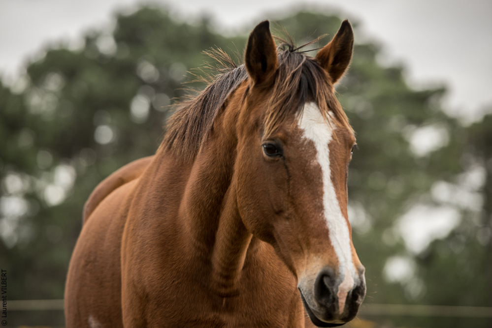 Herdade do Pinheiro 20191112-0535
