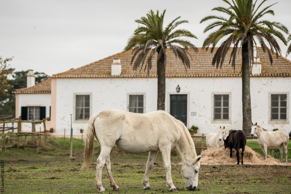 Herdade do Pinheiro 20191112-0571