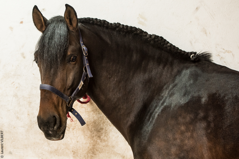 Herdade do Pinheiro 20191112-0600