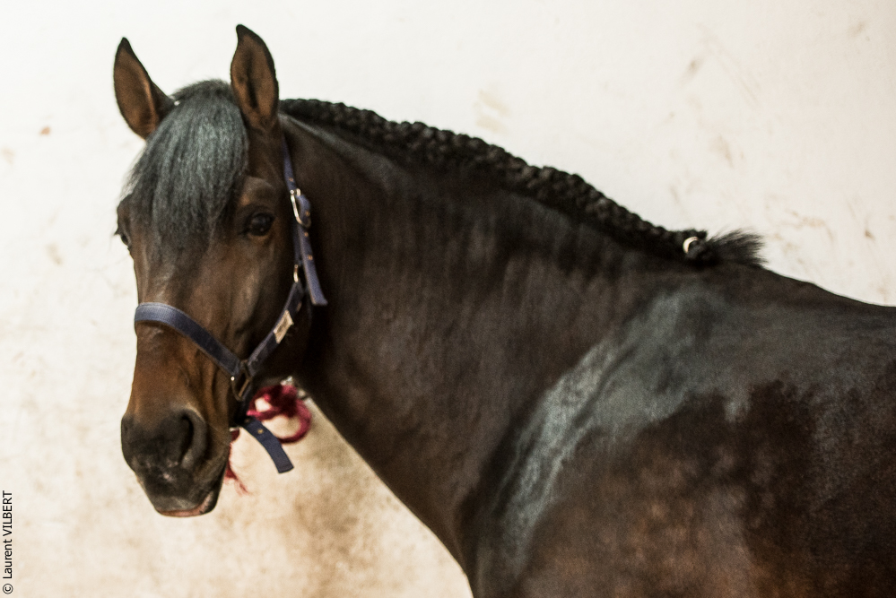 Herdade do Pinheiro 20191112-0608