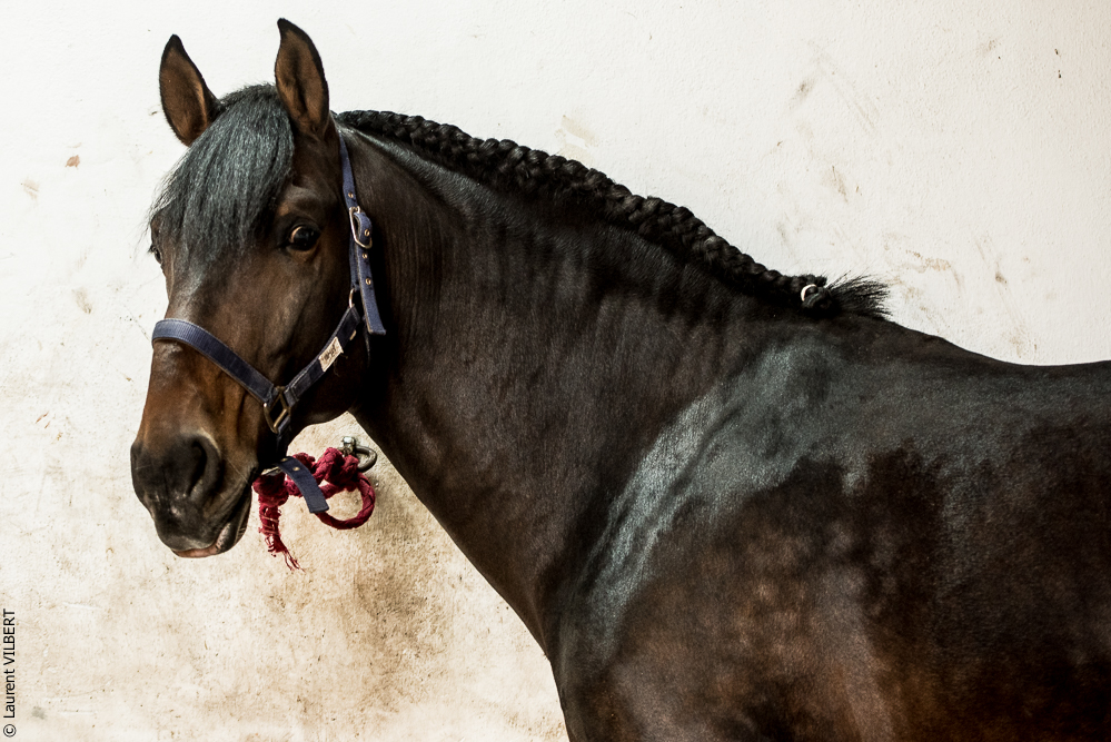 Herdade do Pinheiro 20191112-0612