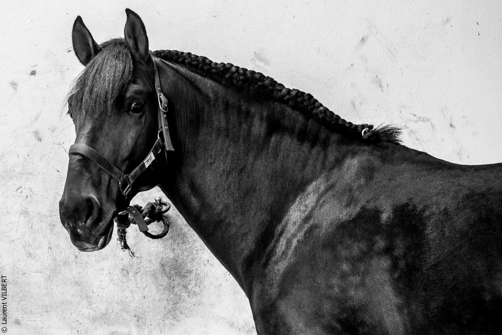 Herdade do Pinheiro 20191112-0612