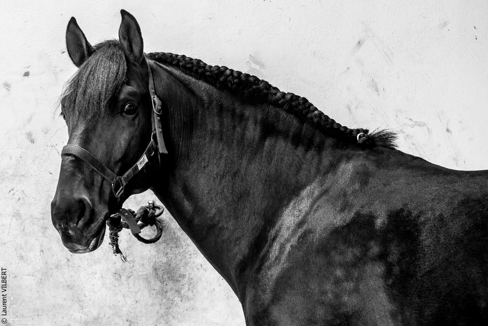 Herdade do Pinheiro 20191112-0613