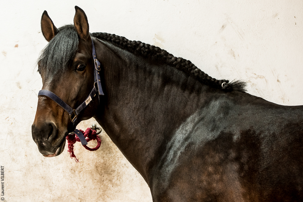 Herdade do Pinheiro 20191112-0613