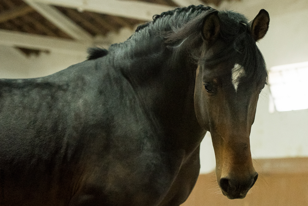 Herdade do Pinheiro 20191112-1000