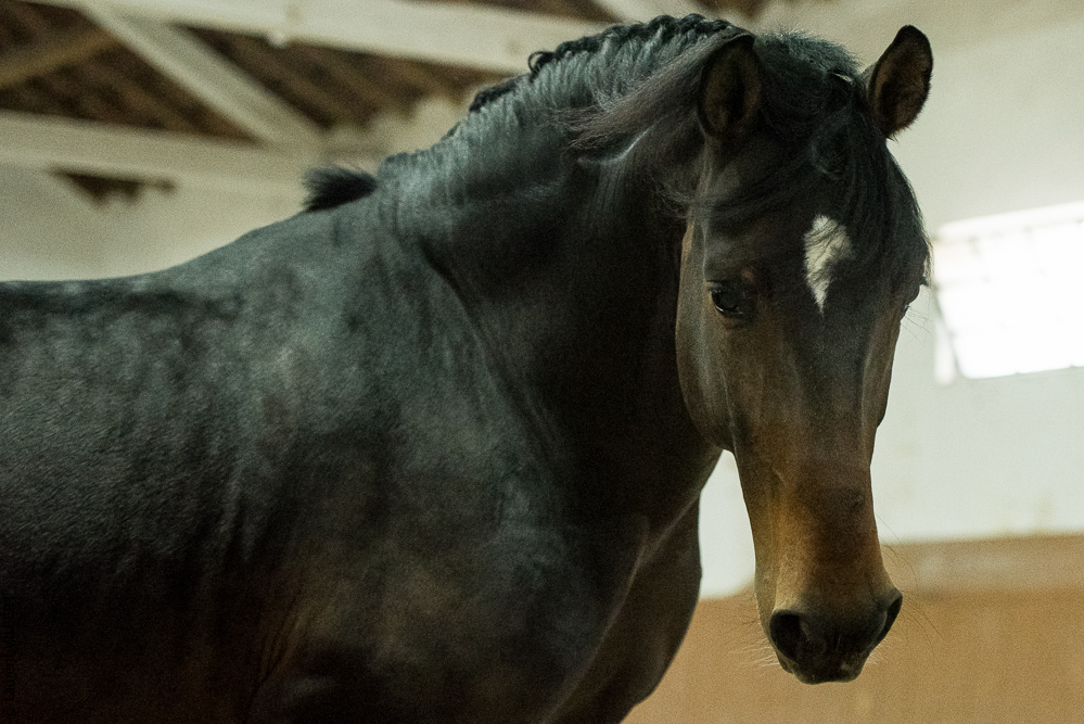 Herdade do Pinheiro 20191112-1000