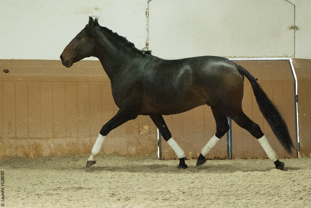 Herdade do Pinheiro 20191112-1042