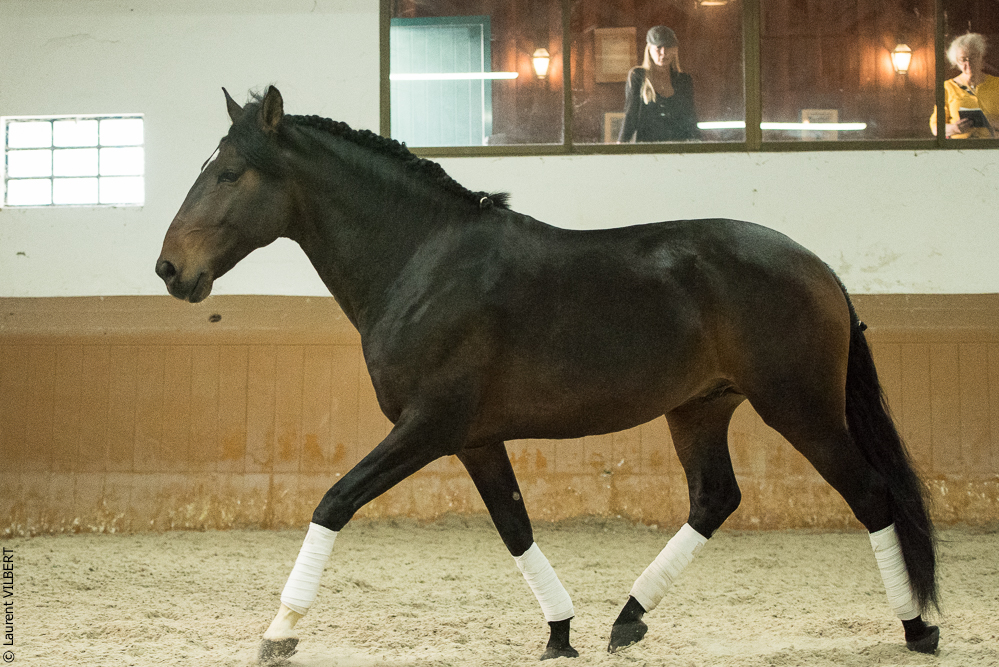 Herdade do Pinheiro 20191112-1062