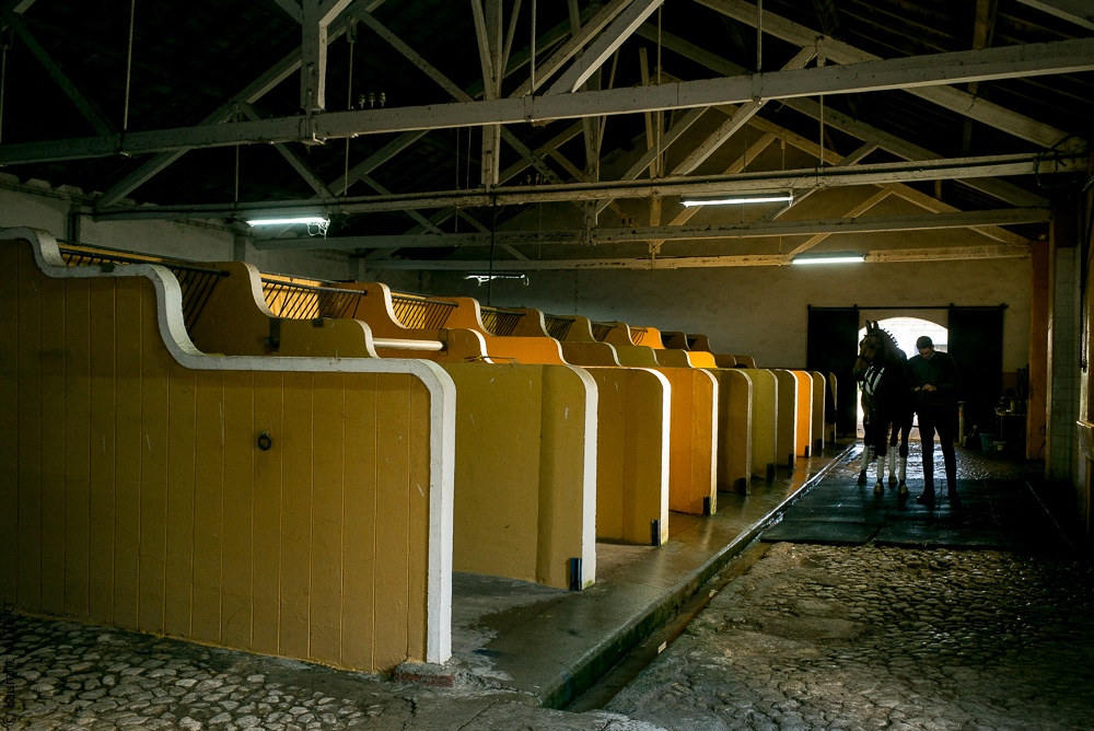 Herdade do Pinheiro 20191112-1078