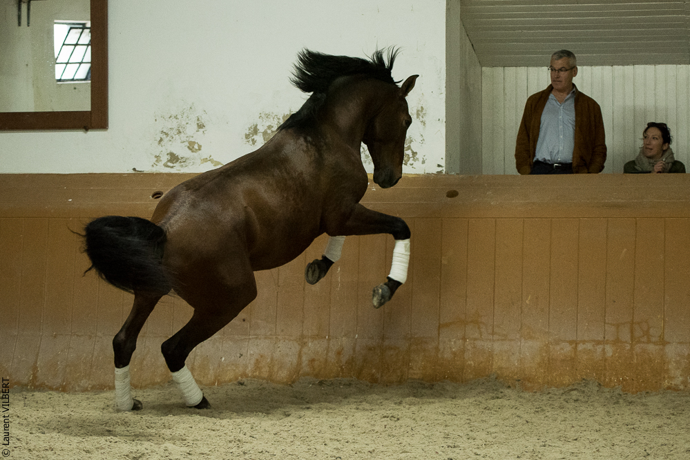 Herdade do Pinheiro 20191112-1491