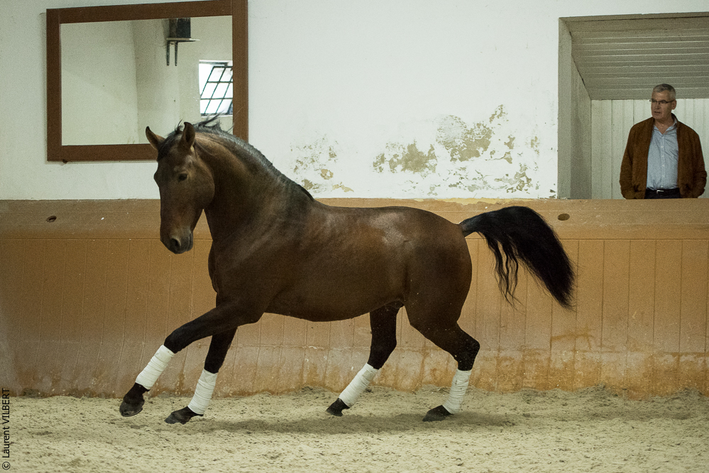 Herdade do Pinheiro 20191112-1517