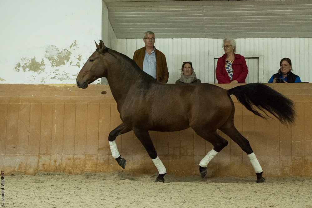 Herdade do Pinheiro 20191112-1549