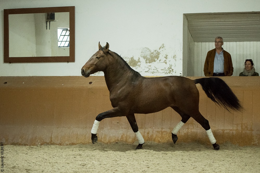 Herdade do Pinheiro 20191112-1550